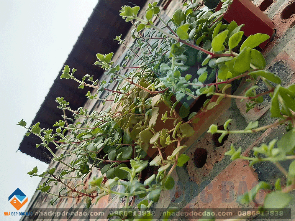 Mẫu thiết kế nhà vườn phong cách hiện đại diện tích 160m2